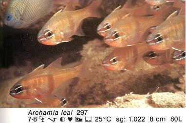 Archamia leai